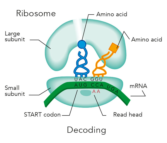 Choreographed movement – unlocking the inner workings of the ribosome ...