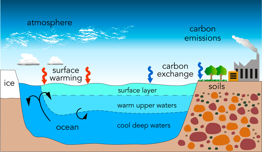 How Does Carbon Dioxide Affect Ocean Animals